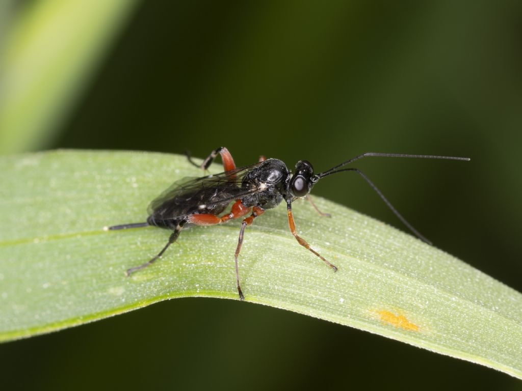 Aiuto identificazione